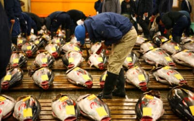 Behind The Tsukiji Fish Market