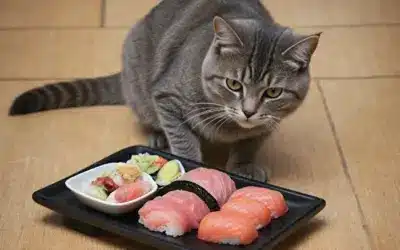 Of Sushi and Cat Food